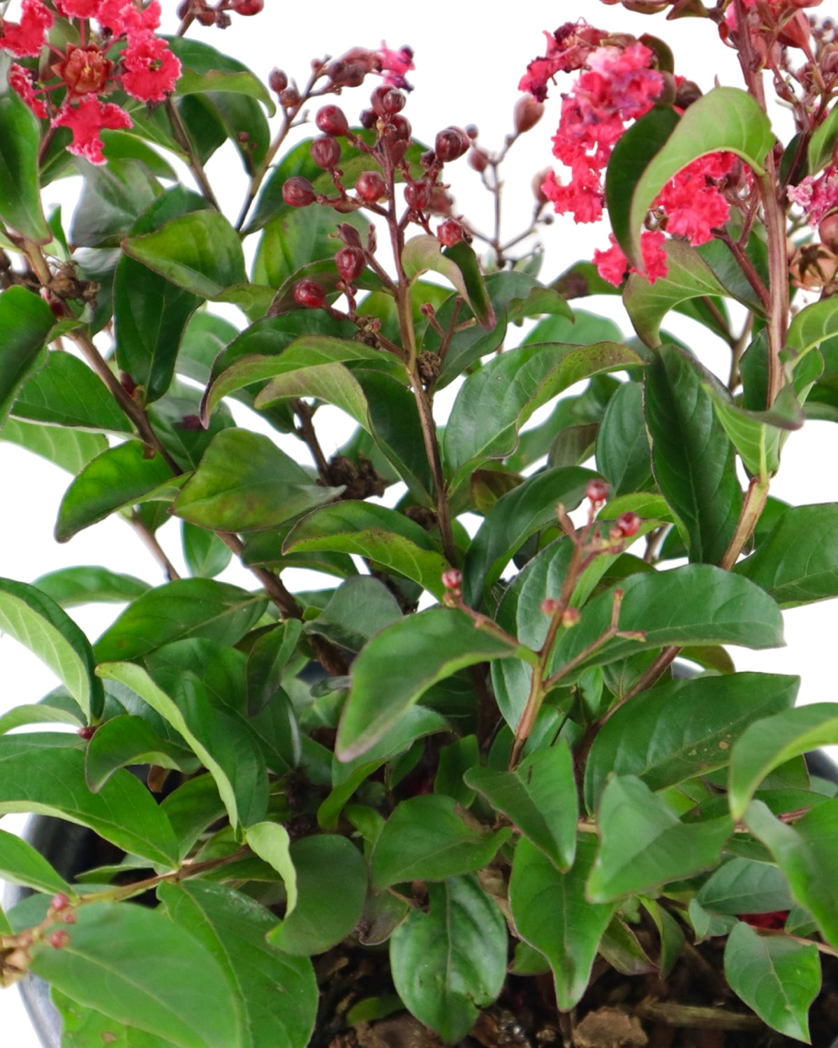Lagerstroemia Bellini® Cherry - Shrubs