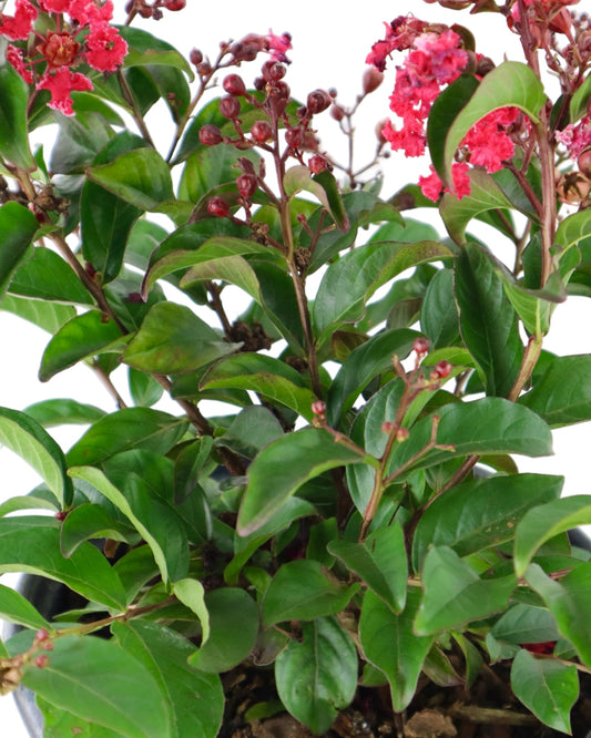 Lagerstroemia Bellini® Cherry - Shrubs