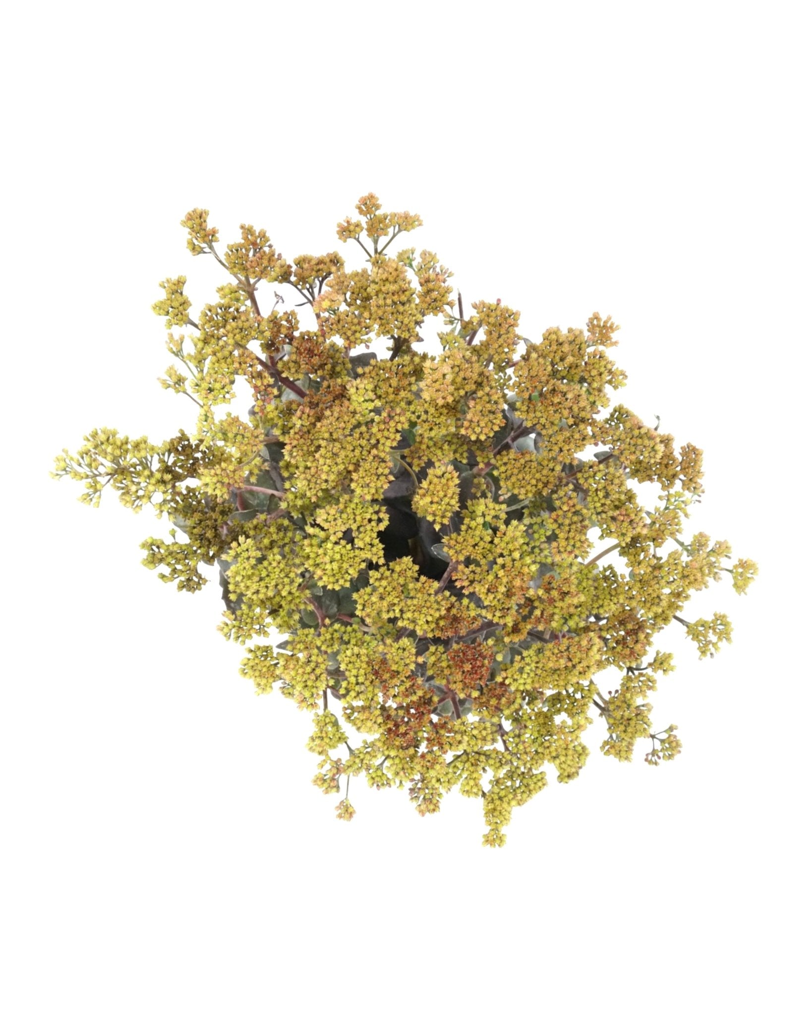 Sedum 'Conga Line' - The Garden Corner
