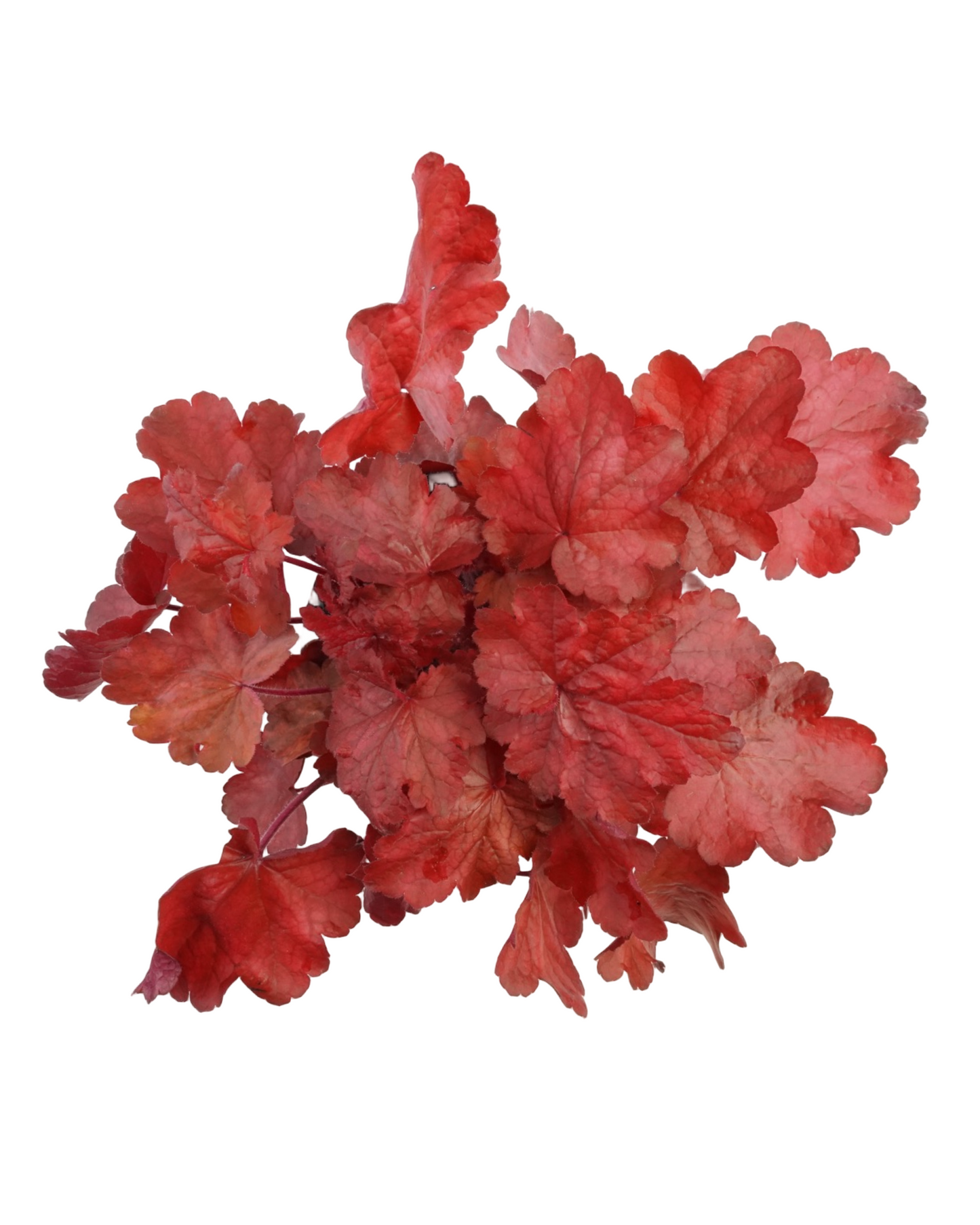 Heuchera 'Fire Chief'