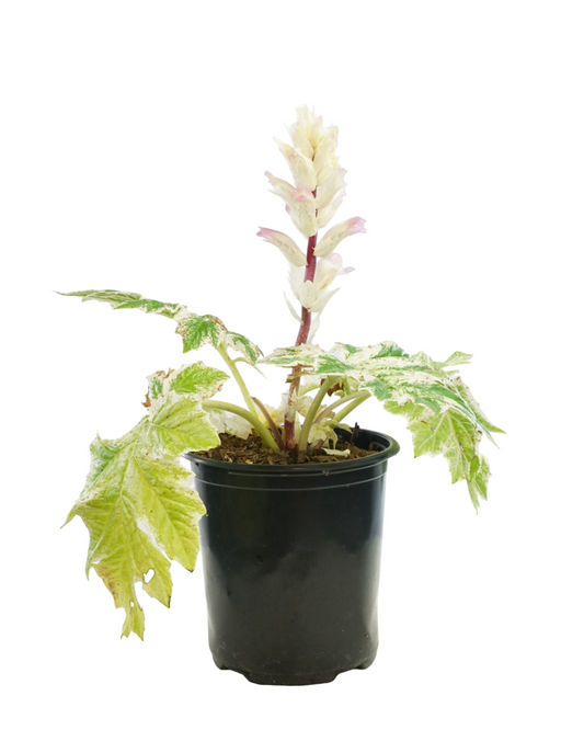 Acanthus mollis 'Whitewater'