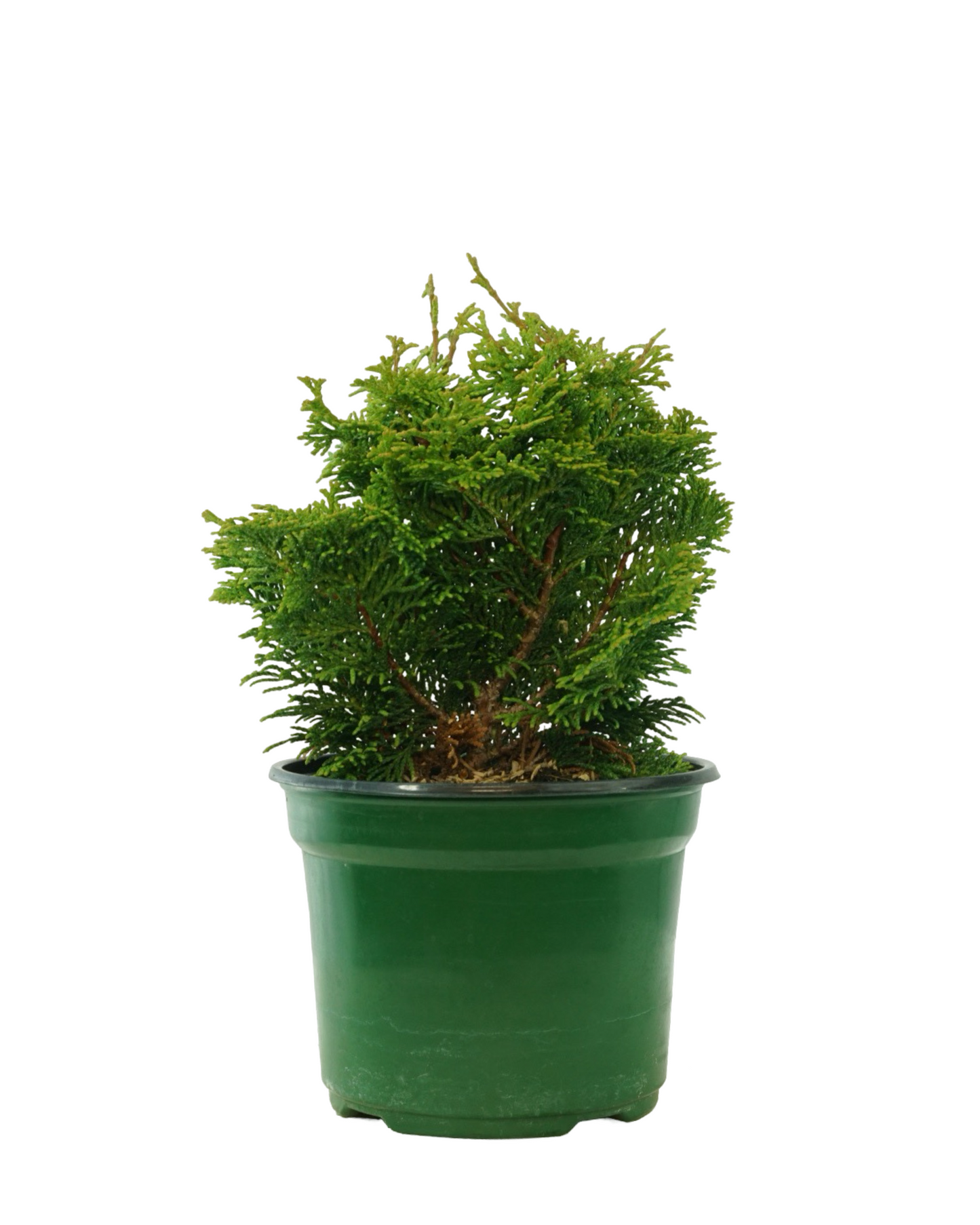 Chamaecyparis obtusa 'Tempelhof' Quart - Shrubs