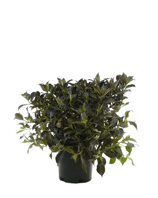 Weigela florida 'Dark Horse' - The Garden Corner