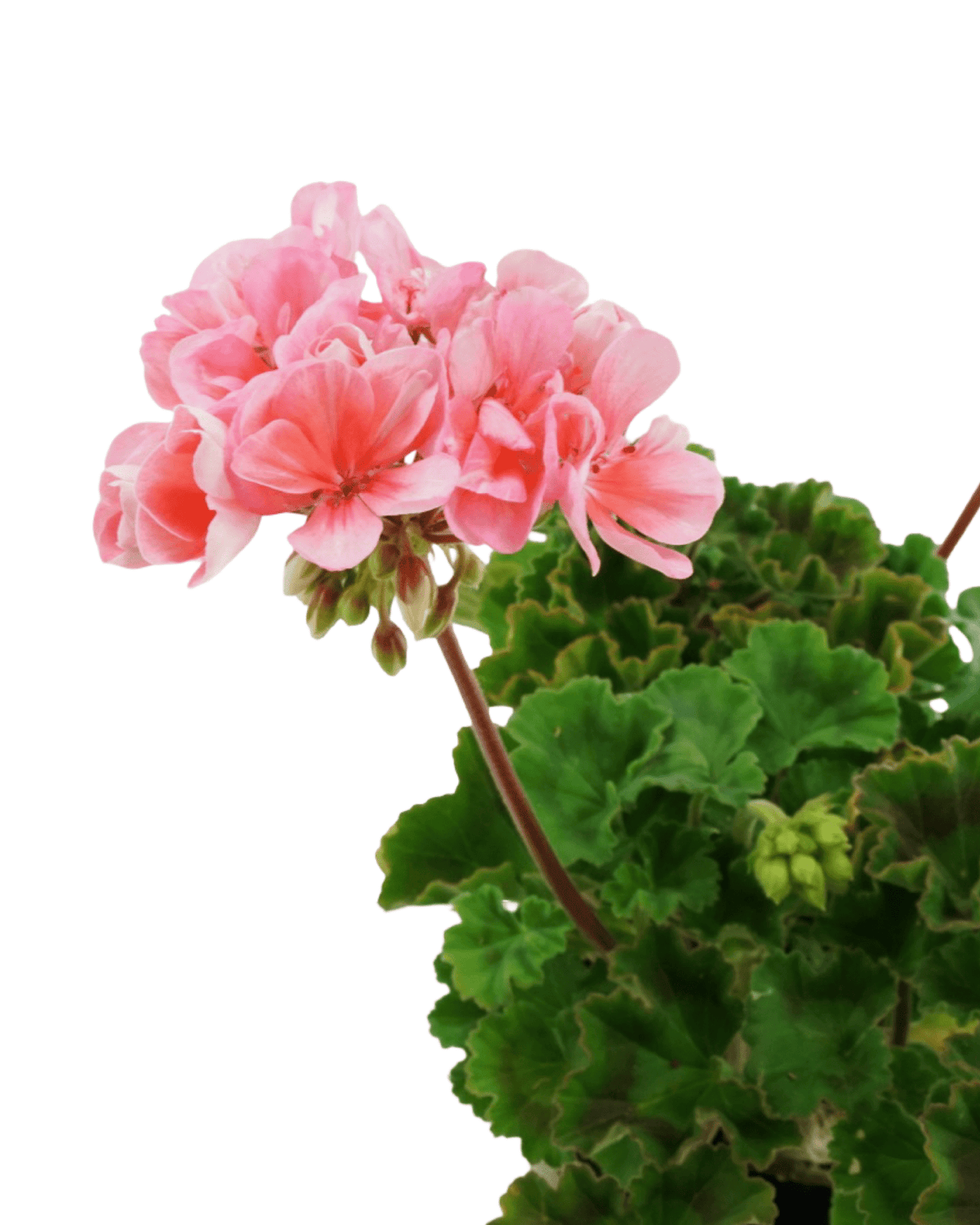 Geranium Presto Geranium Zonal 'Presto Light Salmon' – The Garden Corner