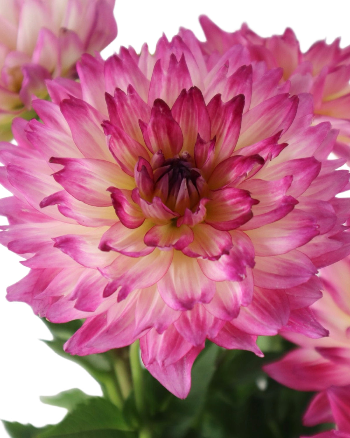 Dahlia pinnata 'Maggiore Rose Bicolor' - Annuals
