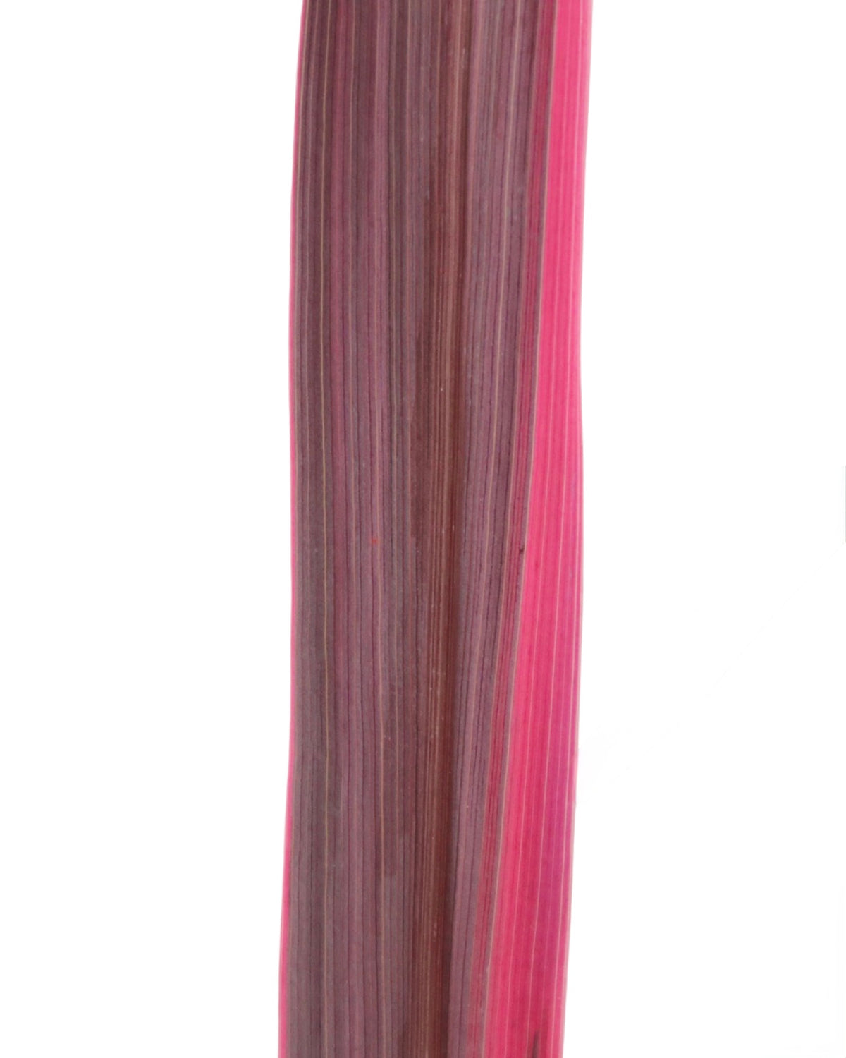 Cordyline banksii 'Electric Pink' - Perennials