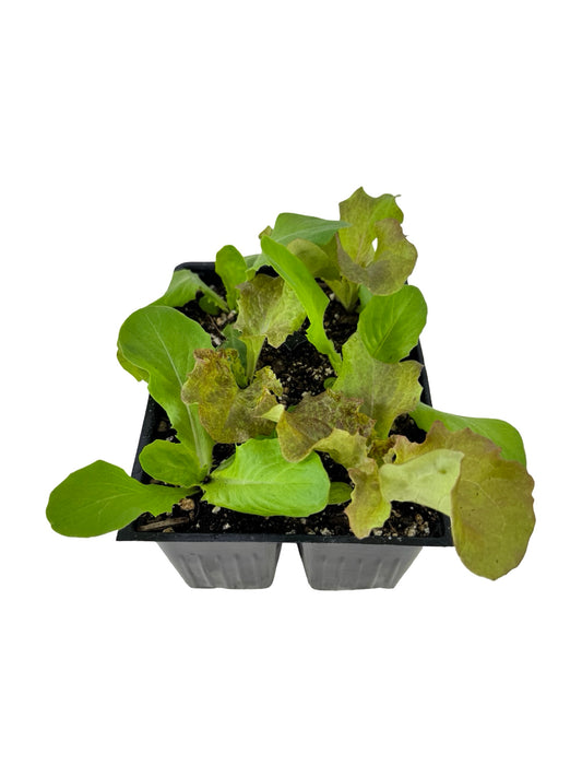 Lettuce 'Gourmet Blend' Organic - Herbs and Vegetables