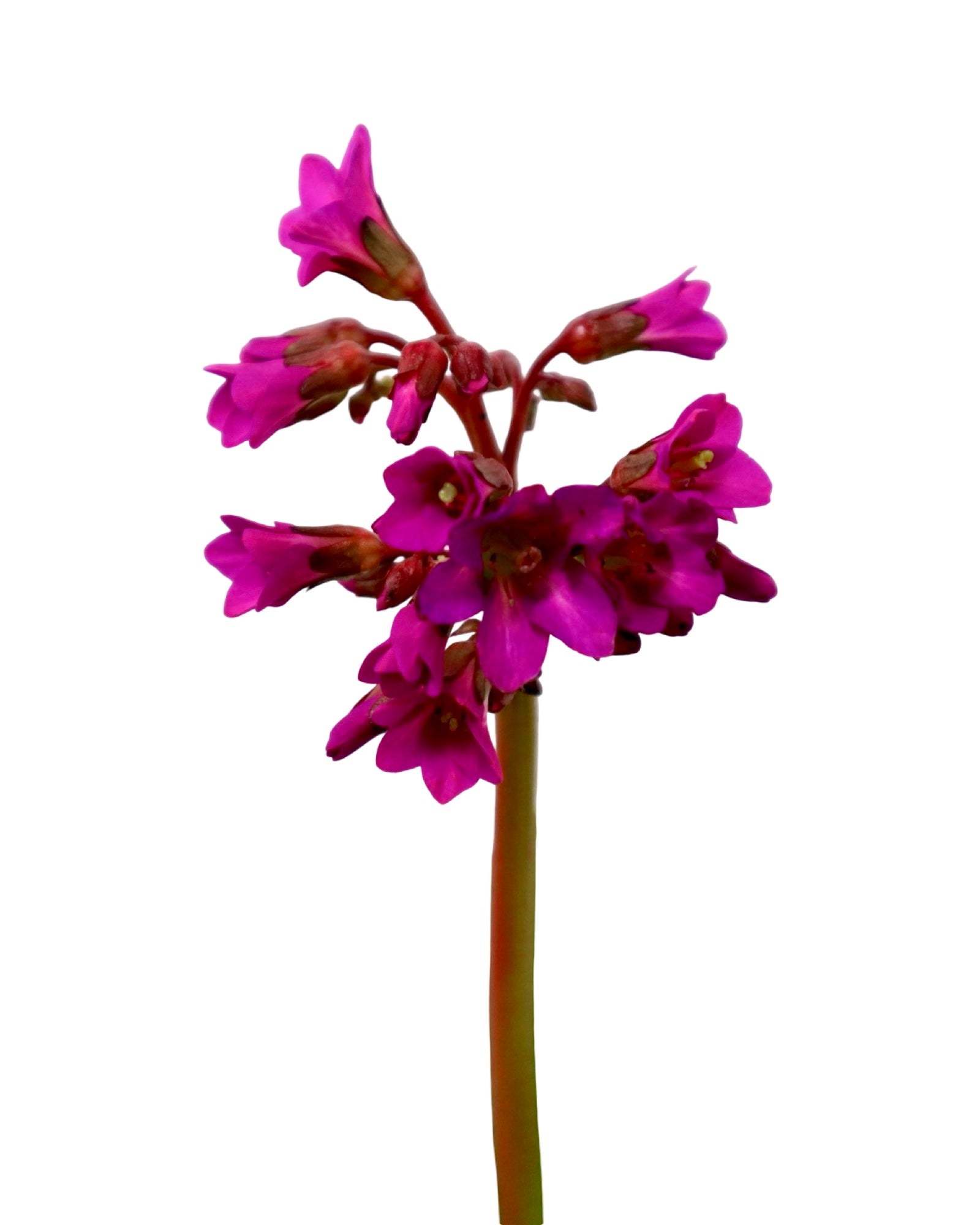 Bergenia 'Winter Glow' - Perennials