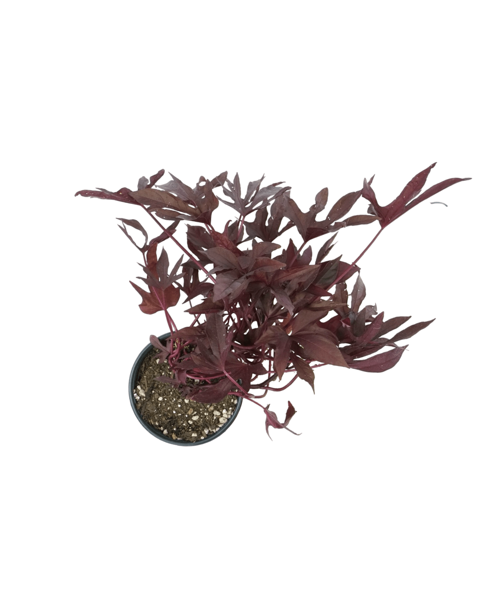 Ipomoea 'Sweet Caroline Red Hawk' - The Garden Corner
