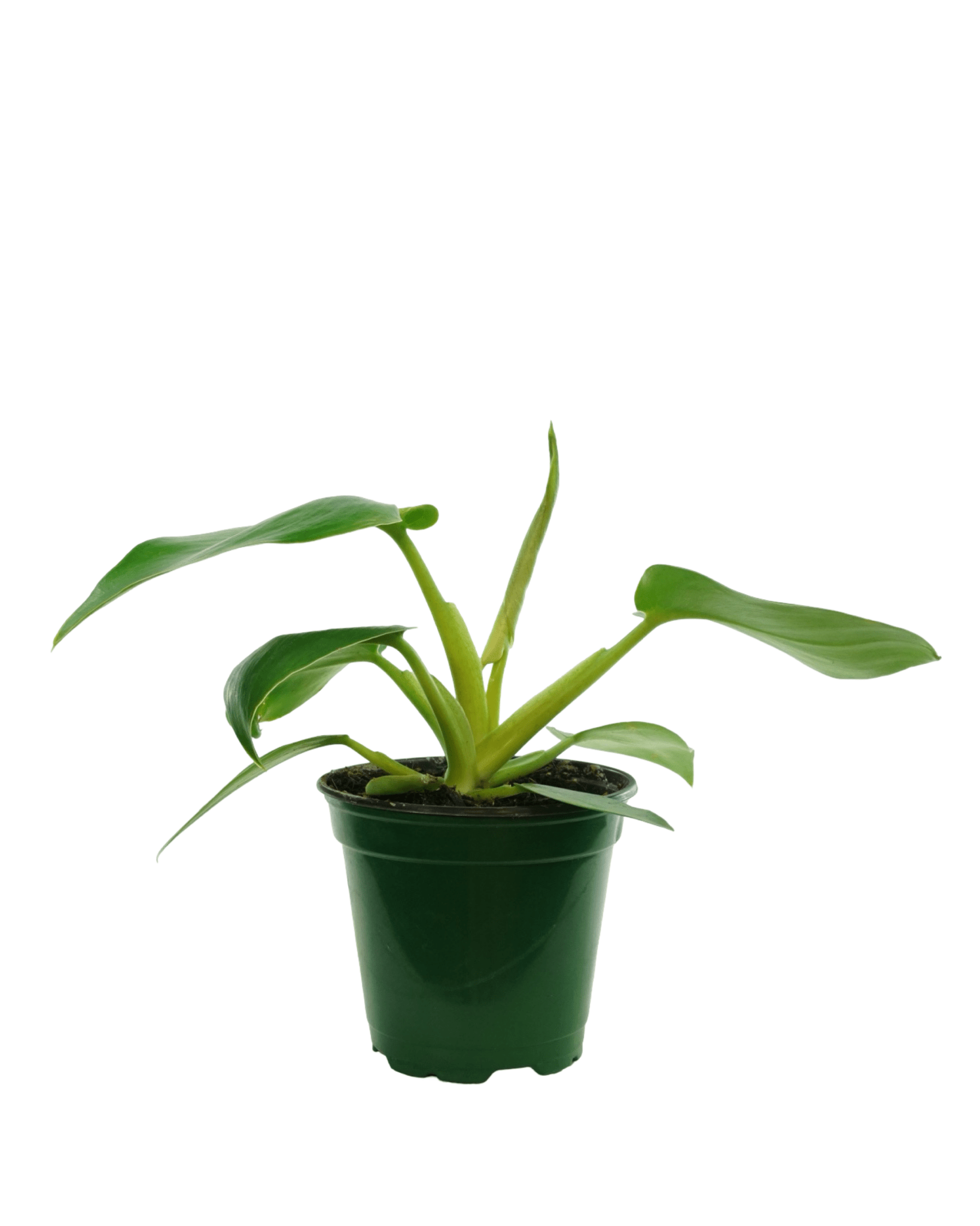 Philodendron rugosum abberant - The Garden Corner
