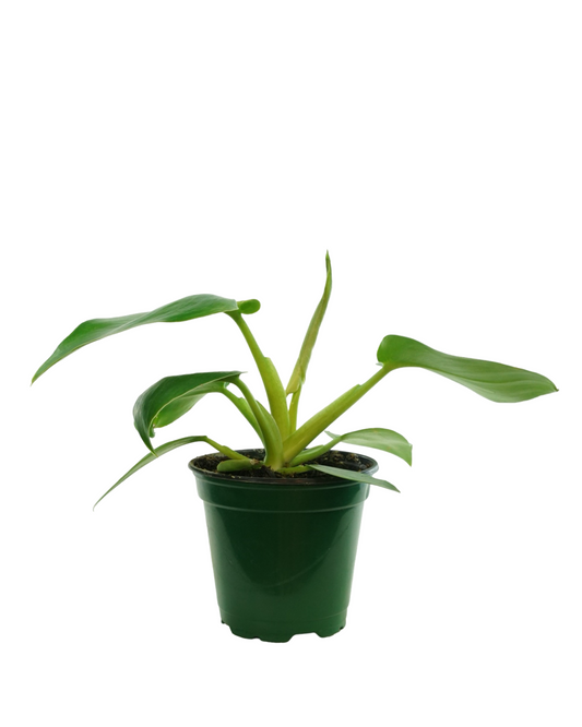 Philodendron rugosum abberant