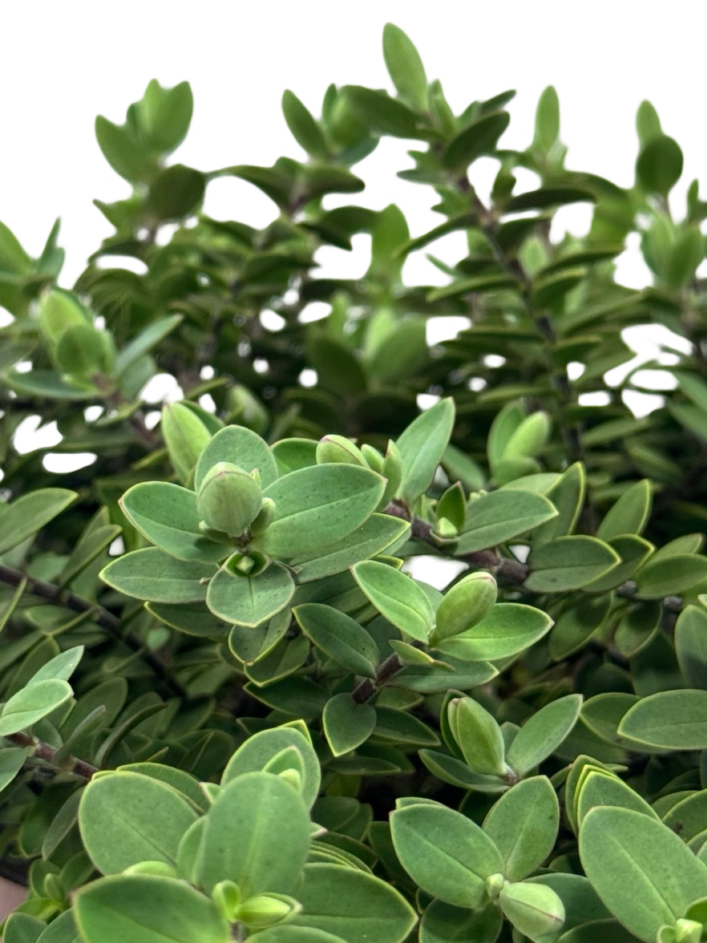 Hebe 'Inverey' - Shrubs