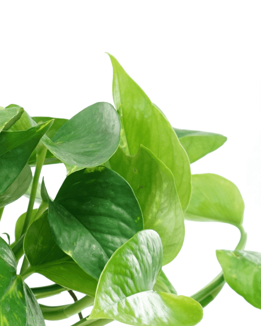Epipremnum 'Golden' (Pothos) - The Garden Corner