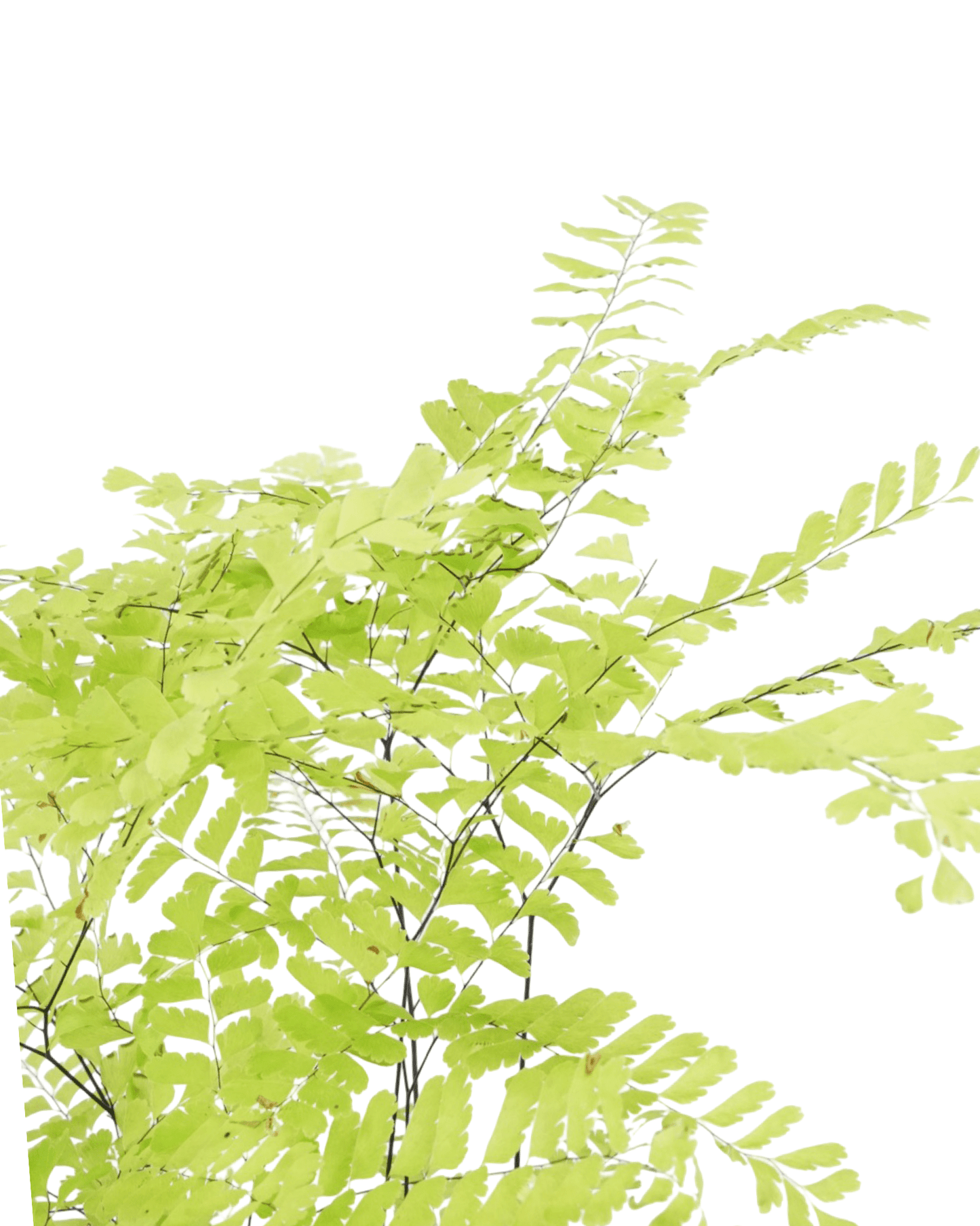 Adiantum pedatum - The Garden Corner