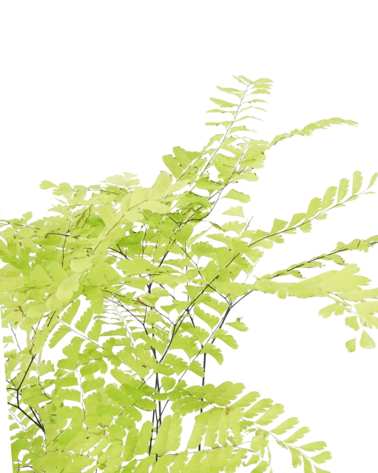 Adiantum pedatum - The Garden Corner