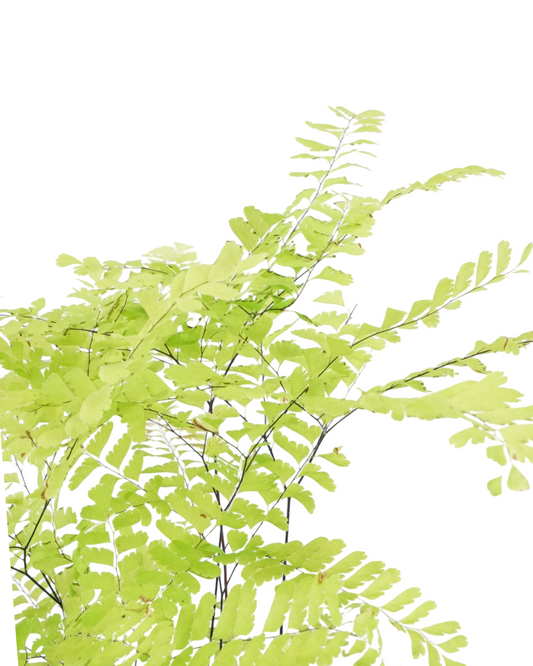 Adiantum pedatum