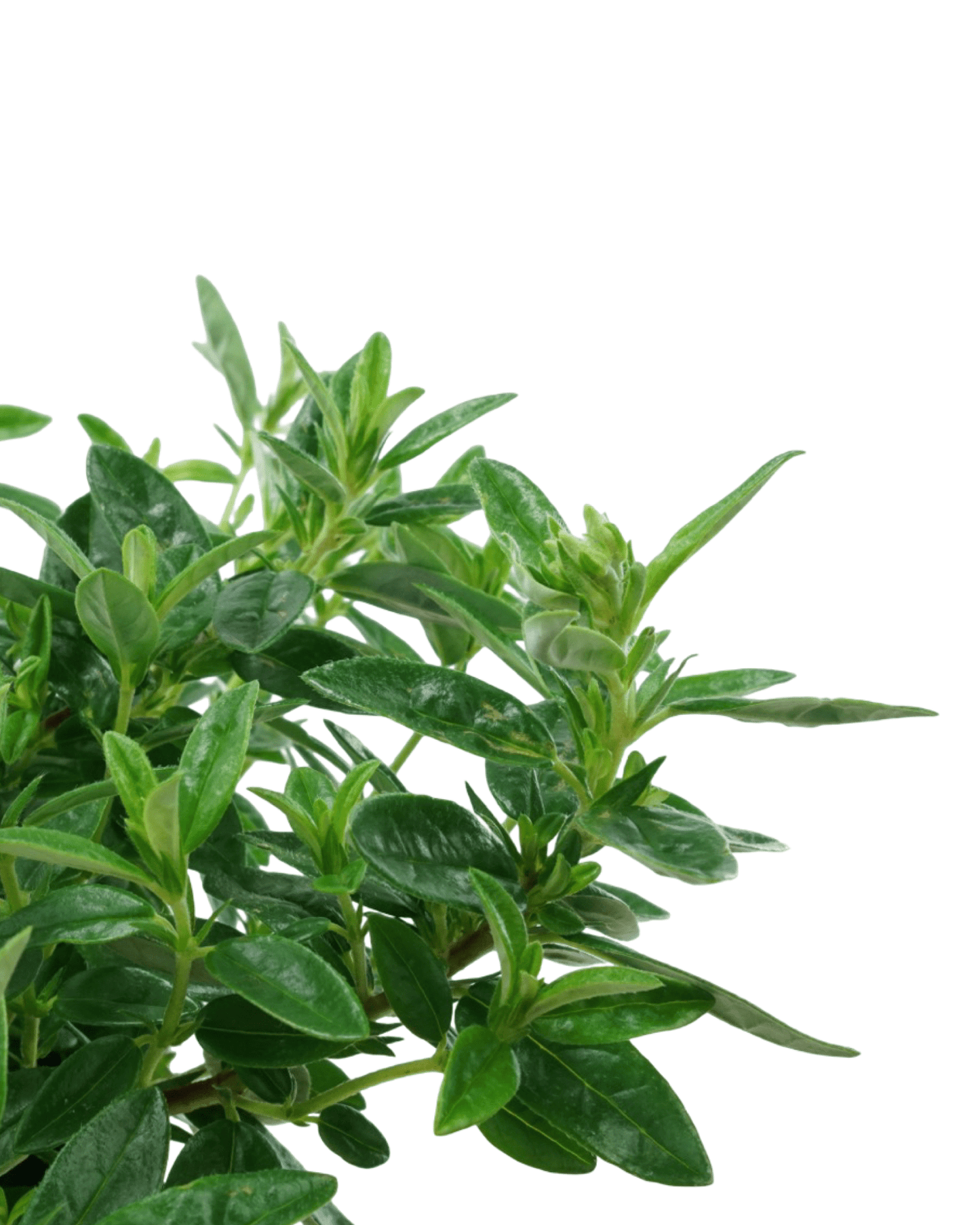 Helianthemum 'Ben Ledi' - The Garden Corner