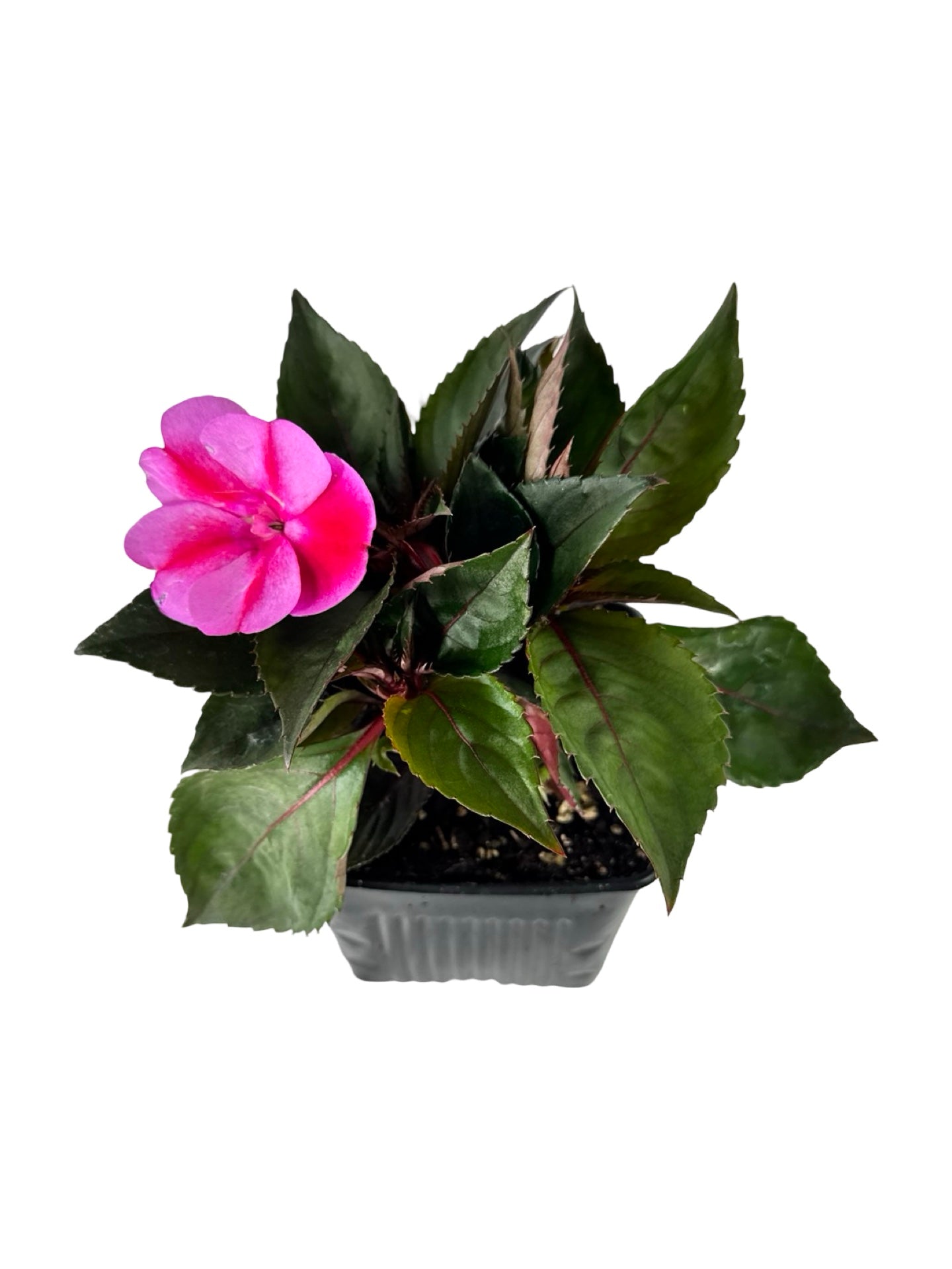 Sunpatiens compact 'Red Candy' - Annuals
