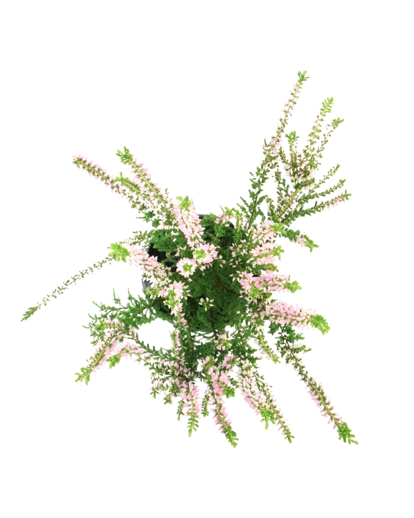 Calluna vulgaris 'Monique'