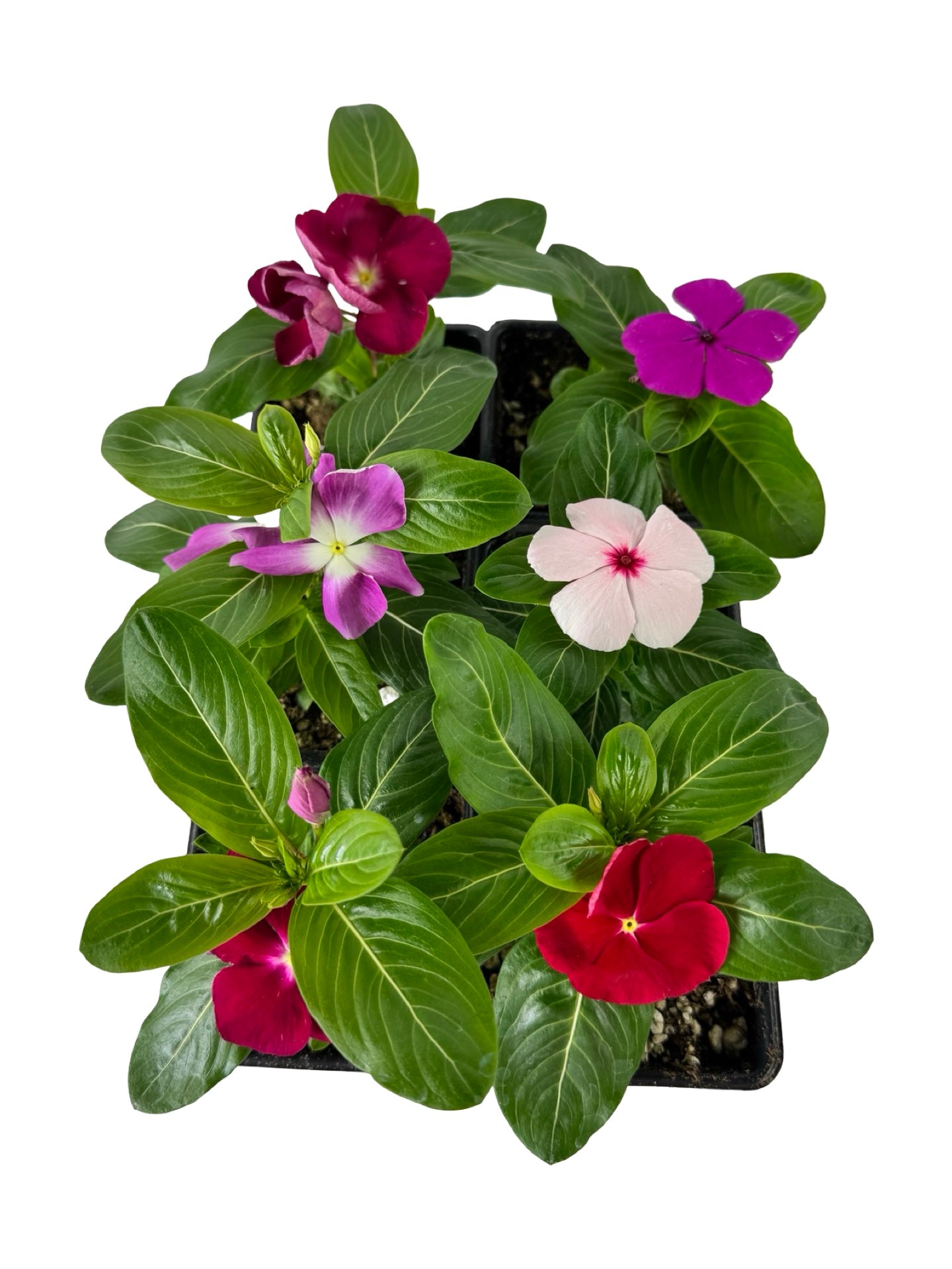 Catharanthus roseus 'Mega Bloom Mix' - Annuals