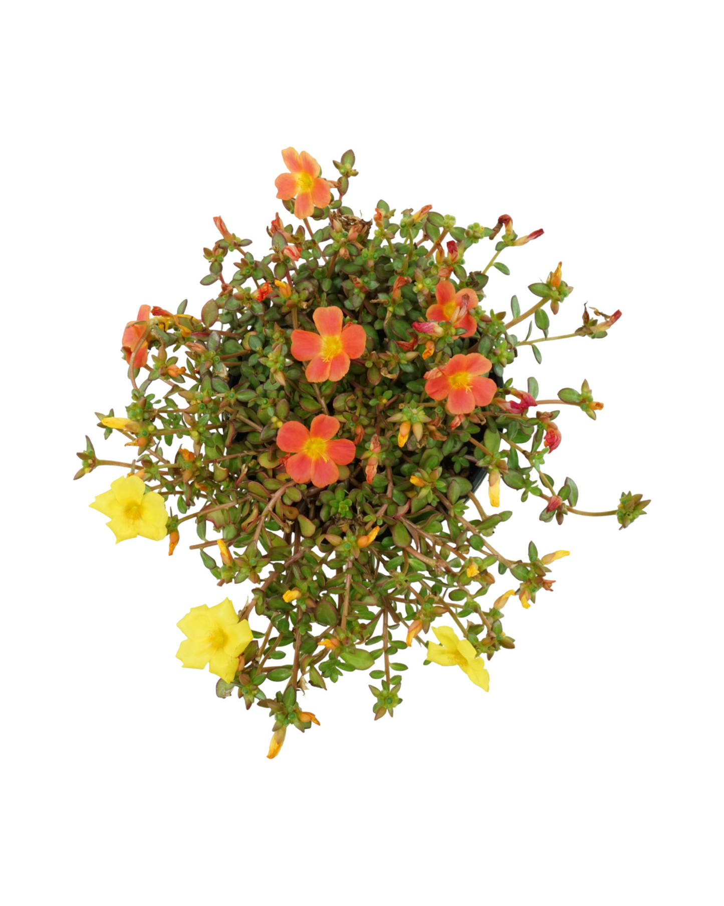 Portulaca 'Confetti Garden Cupcake Party'