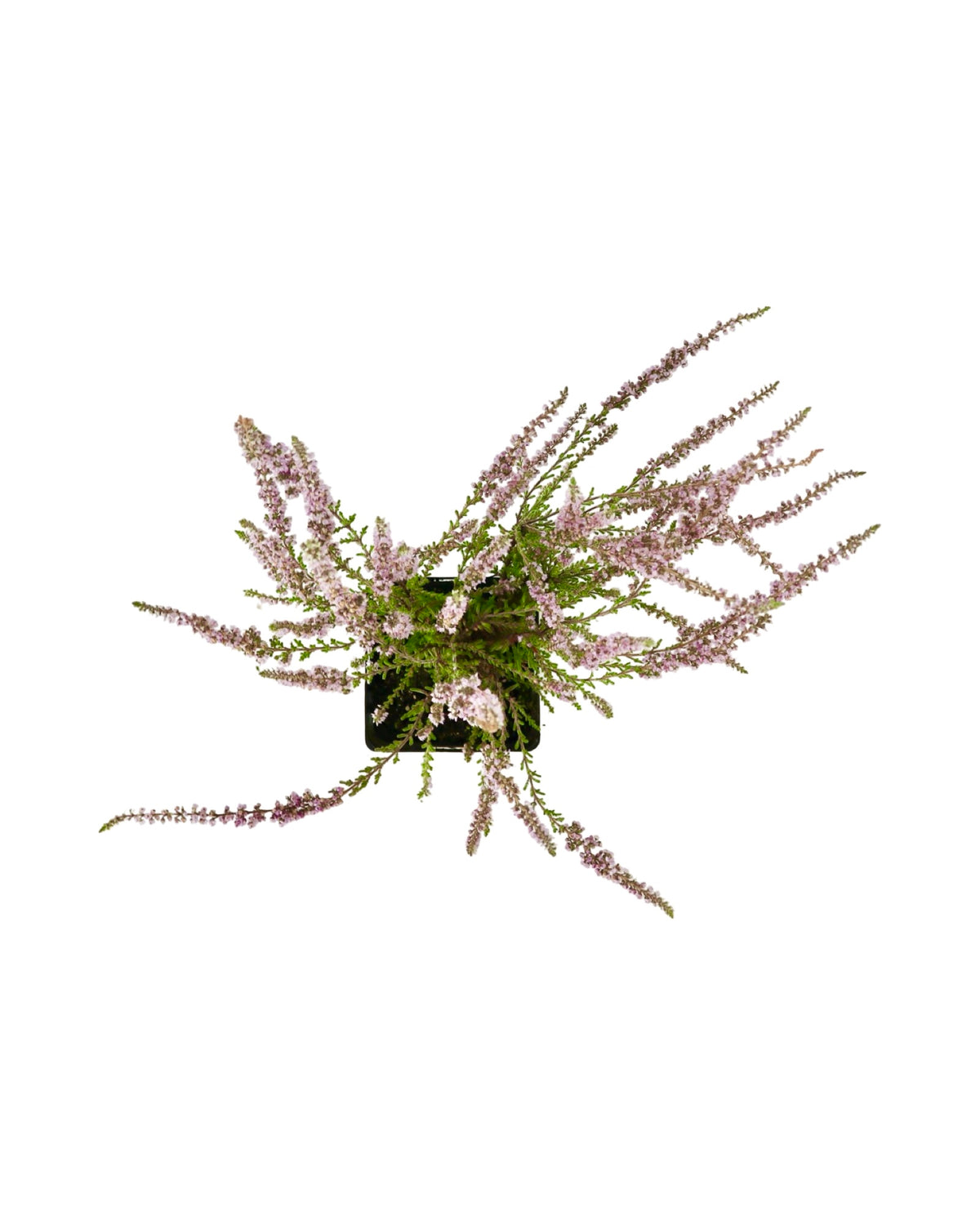 Calluna 'Silver Knight' - Perennials