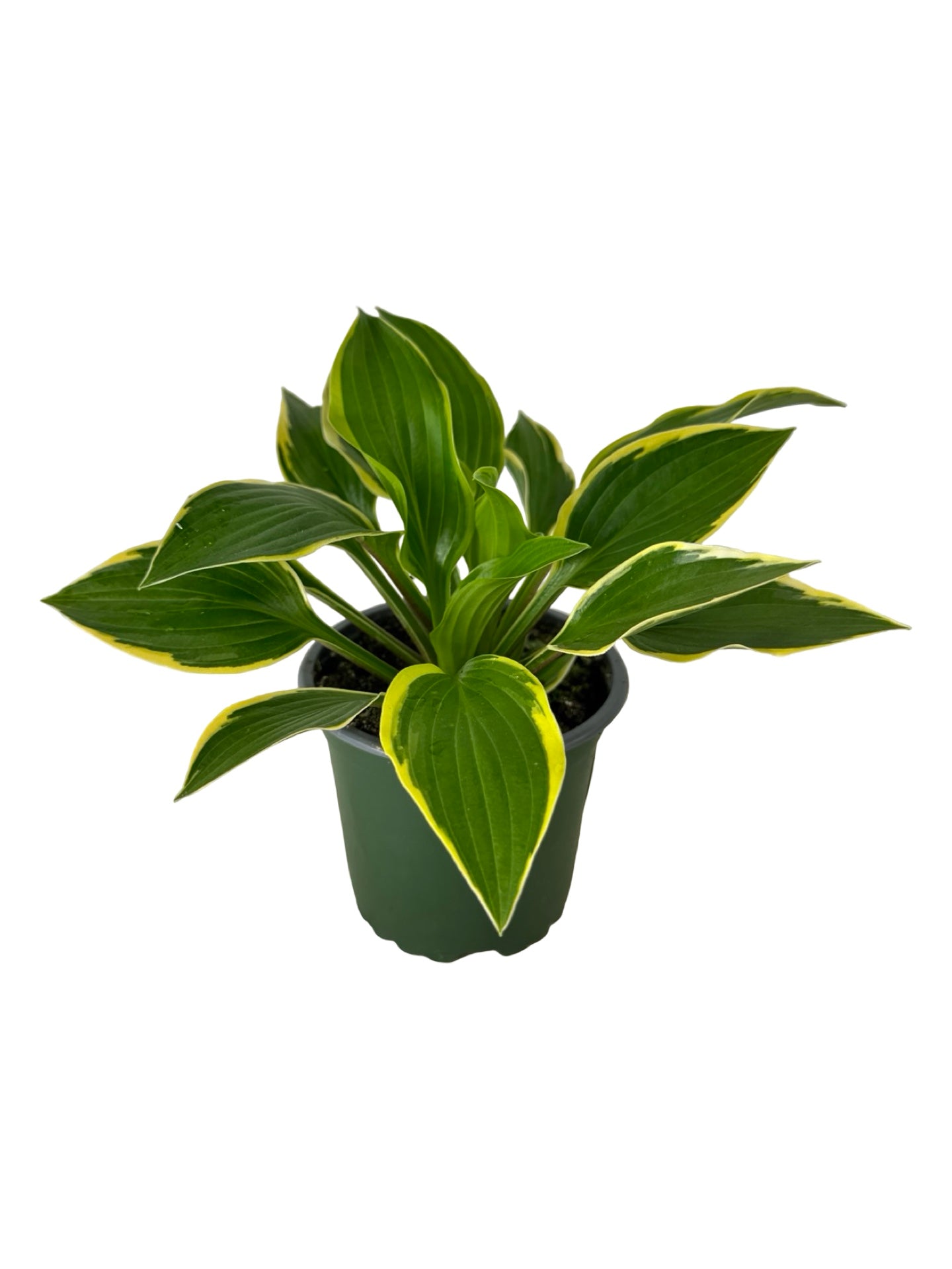 Hosta ‘Queen Josephine’ -