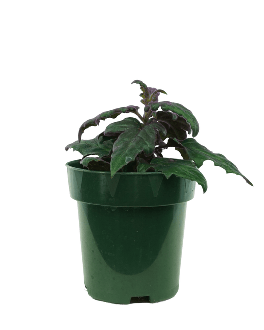 Gynura aurantiaca - The Garden Corner