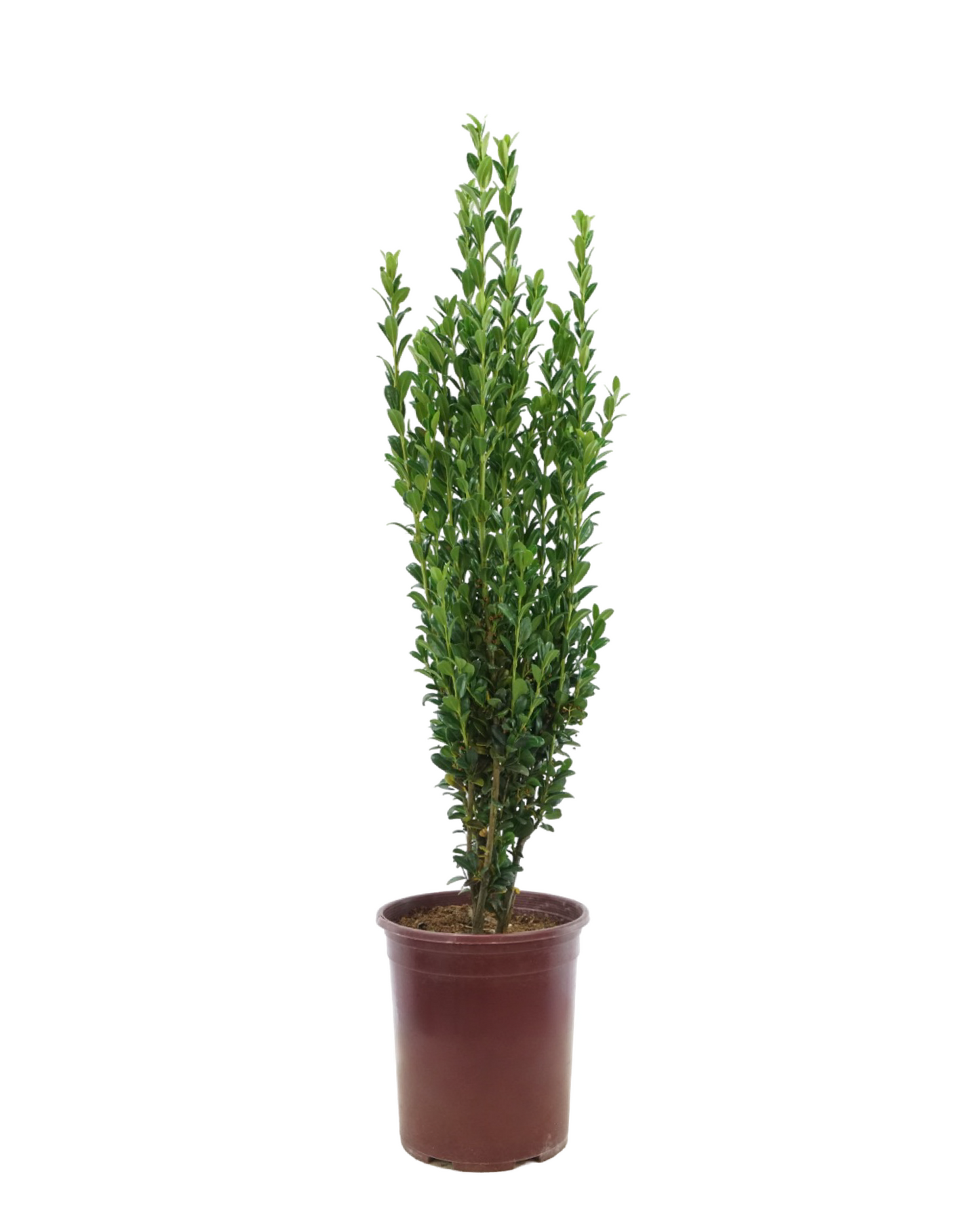 Ilex crenata 'Sky Pencil'