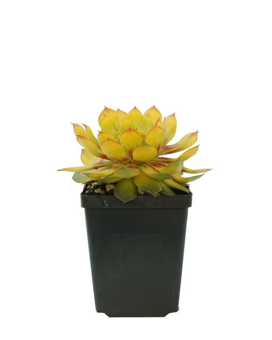 Sempervivum 'Gold Nugget' - The Garden Corner