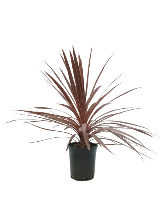 Cordyline australis 'Red Star'