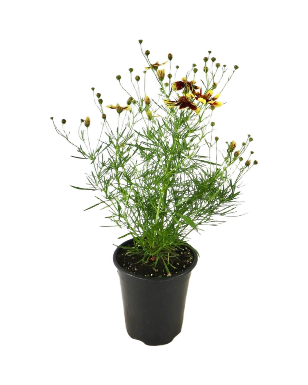 Coreopsis 'Bengal Tiger' - Perennials