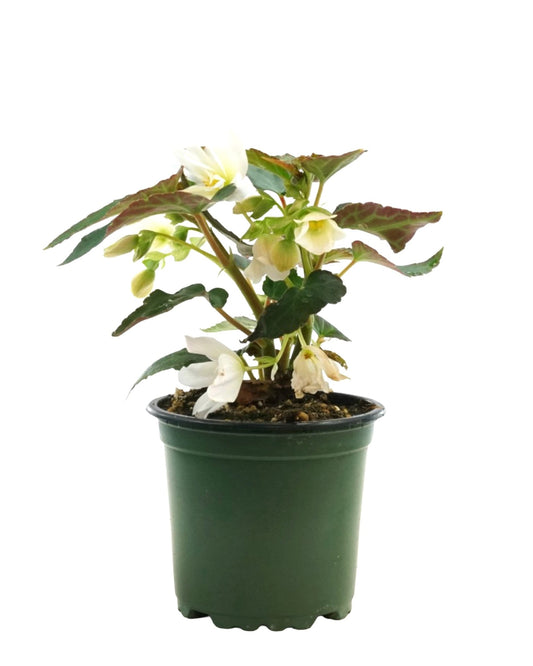 Begonia boliviensis, Assorted - The Garden Corner