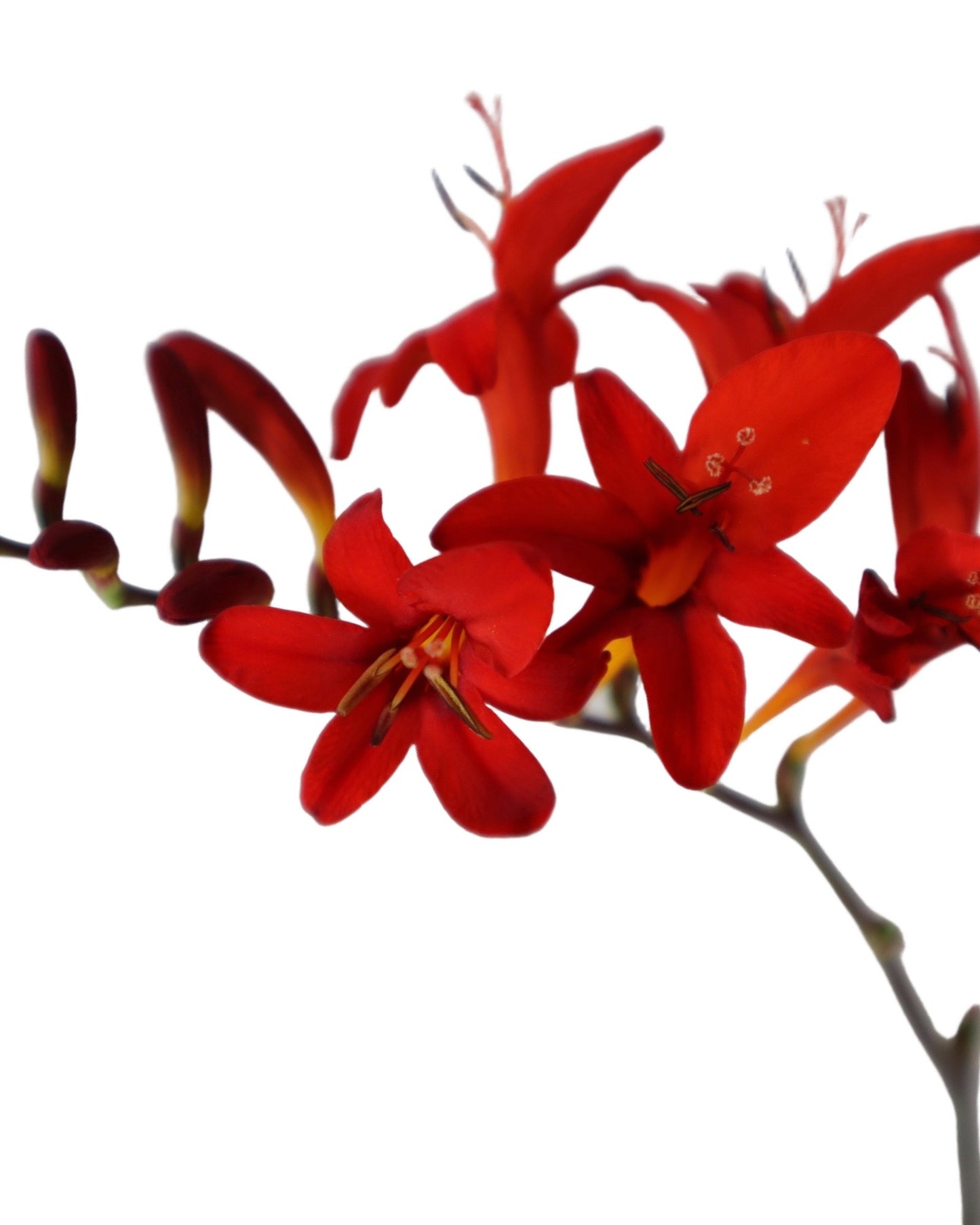 Crocosmia 'Lucifer' - Perennials