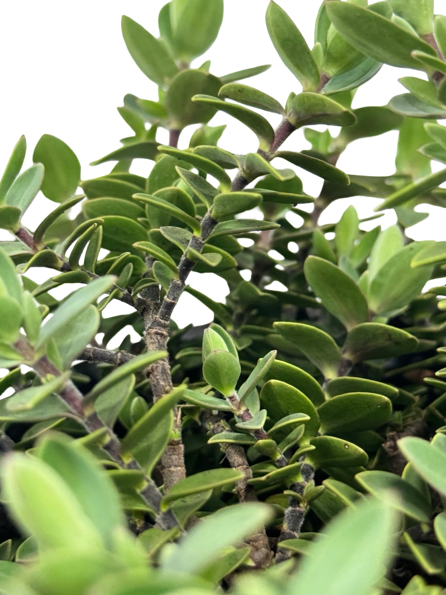 Hebe 'Inverey' - Shrubs