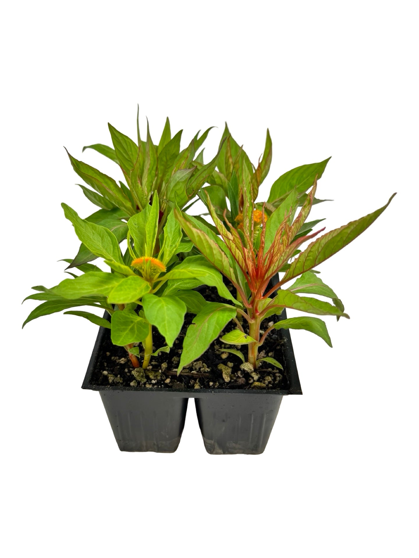 Celosia 'Jewel Box' Crested - Annuals