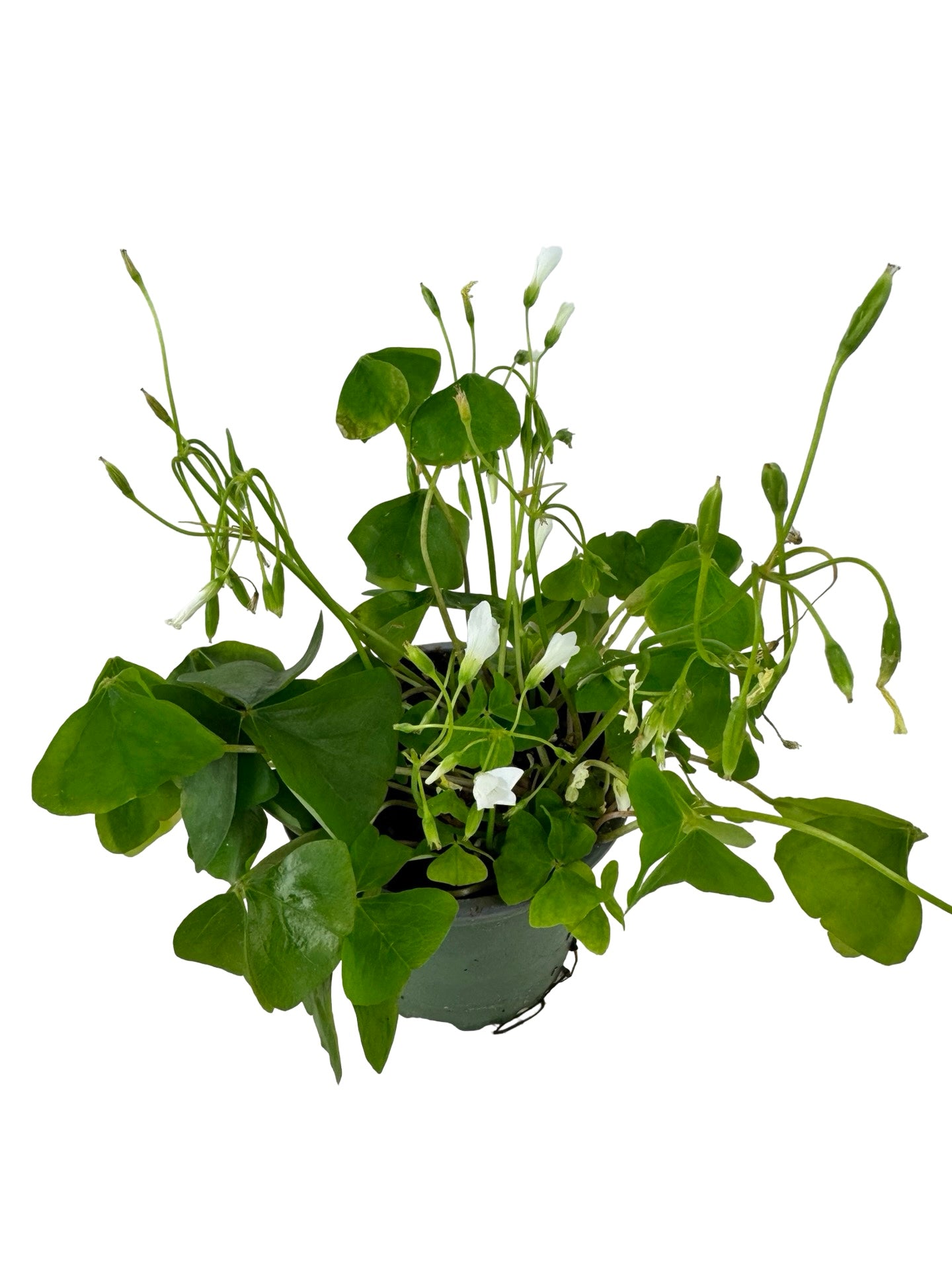 Oxalis regnellii - House Plants