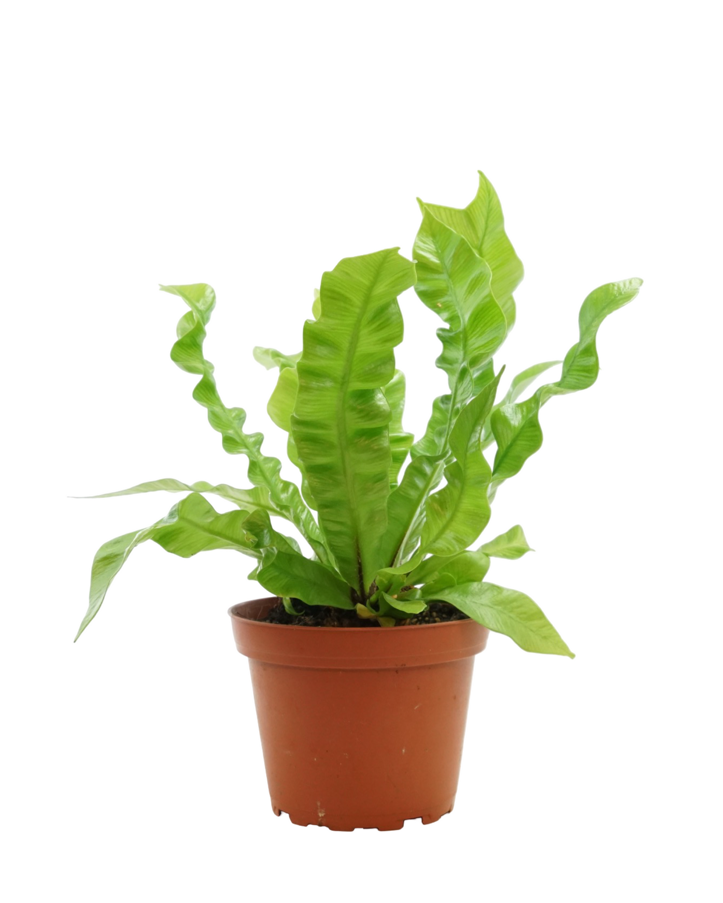 Asplenium nidus 'Crispy Wave'