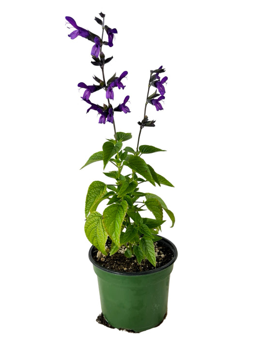 Salvia 'Purple and Bloom' - Annuals