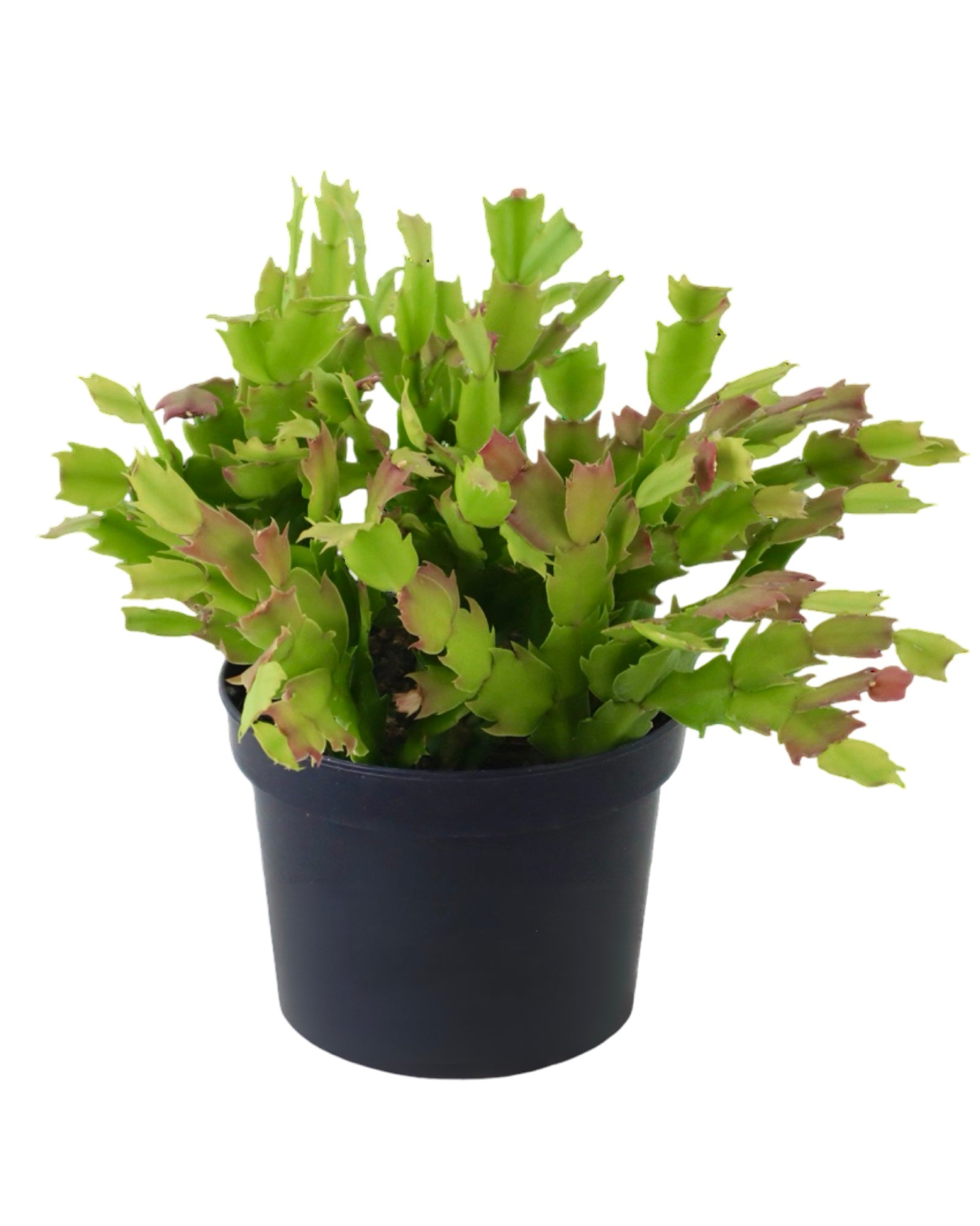 Schlumbergera 'White Flame' - House Plants
