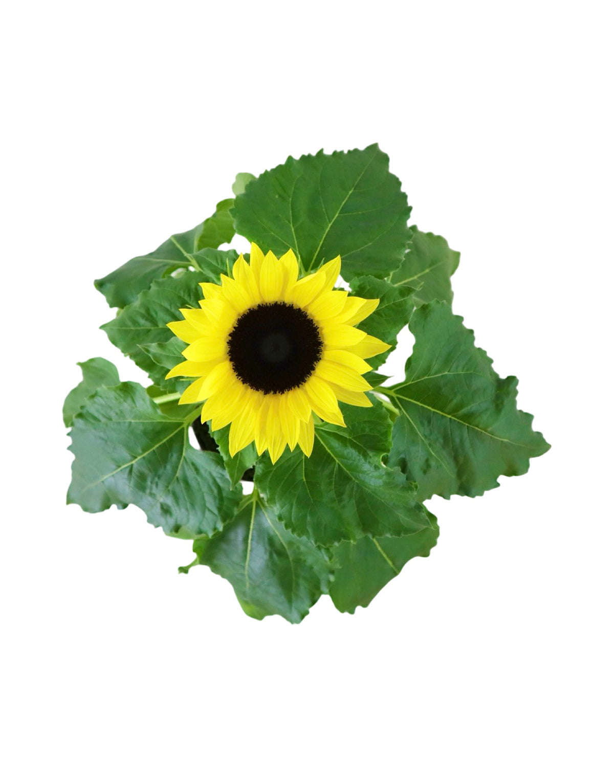 Sunflower Unknown Variety - Annuals