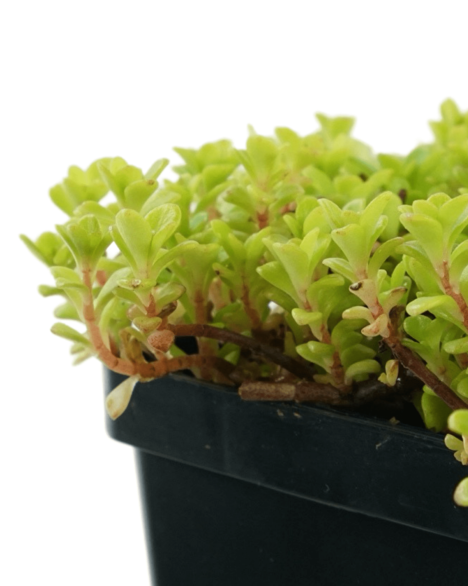 ogon succulent Sedum makinoi 'Ogon' – The Garden Corner