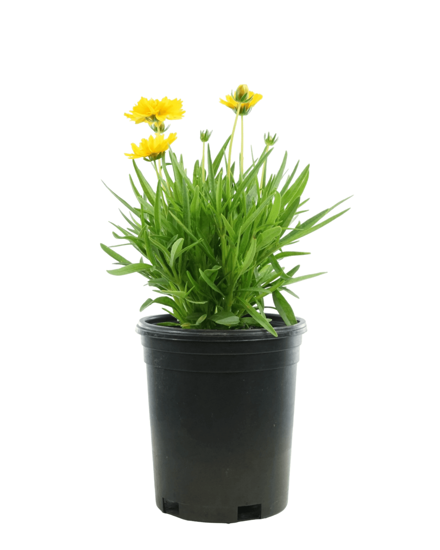 Coreopsis 'Double the Sun' - The Garden Corner
