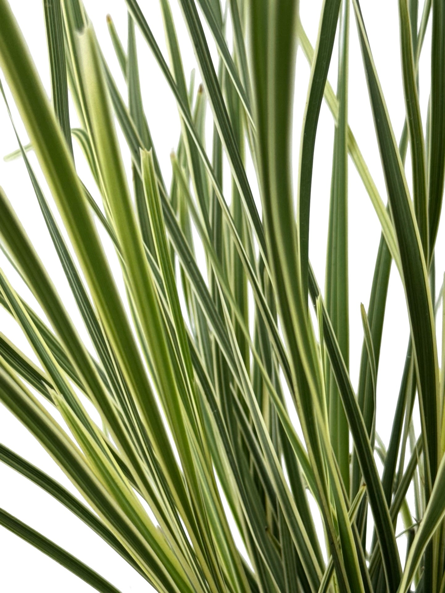 Lomandra longifolia 'Platinum Beauty' - Perennials