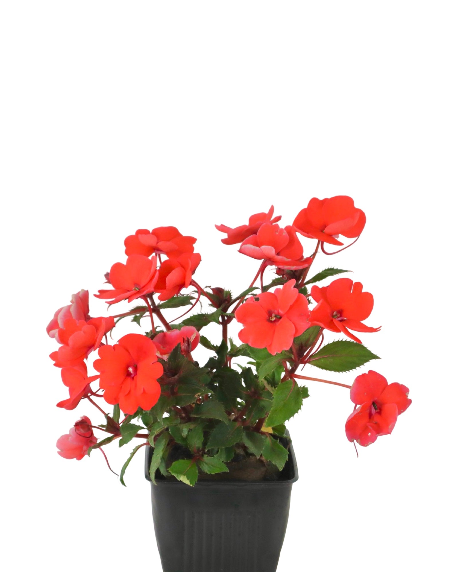 Sunpatiens 'Compact Hot Coral' - Annuals