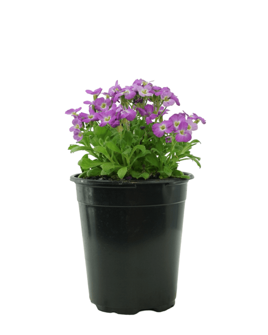 Aubrieta hybrida 'Axcent Lilac' - The Garden Corner