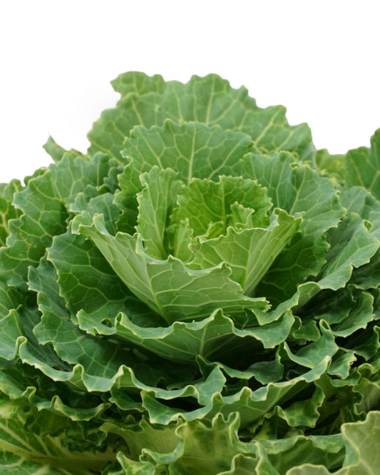 Cabbage 'Pigeon White' - Seasonal Plant