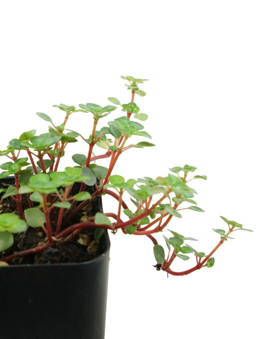 Pilea glauca