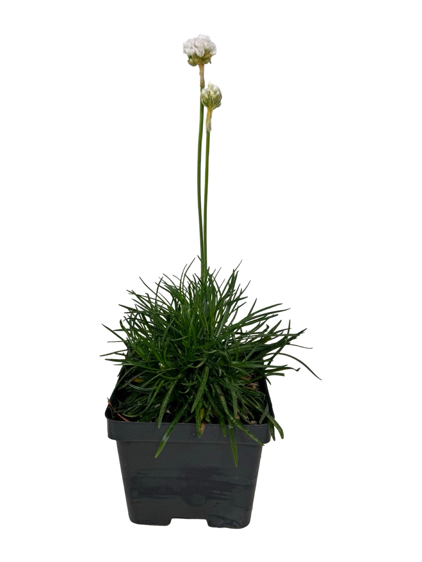 Armeria maritima 'Alba' - Perennials