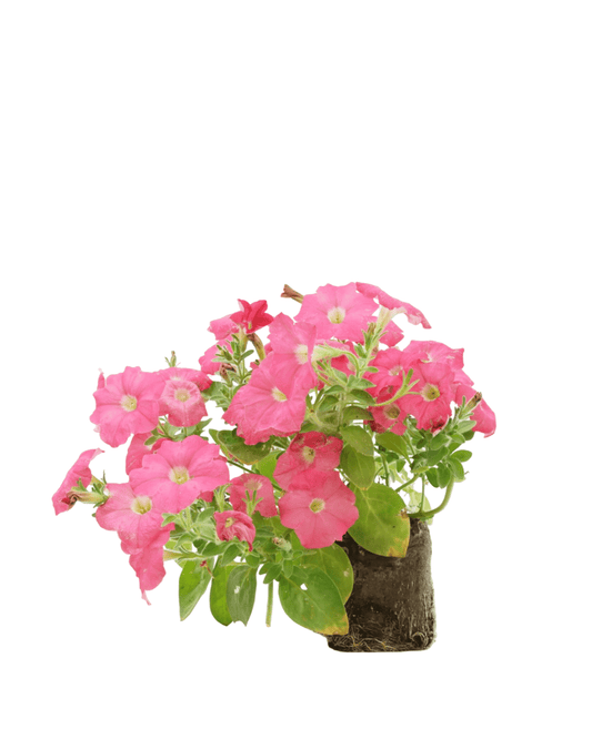 Petunia 'Supertunia Bermuda Beach' - The Garden Corner